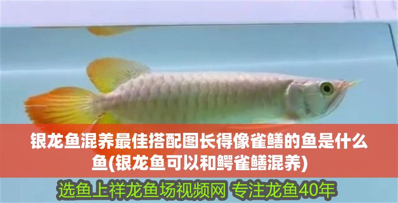 銀龍魚混養(yǎng)最佳搭配圖長得像雀鱔的魚是什么魚(銀龍魚可以和鱷雀鱔混養(yǎng))