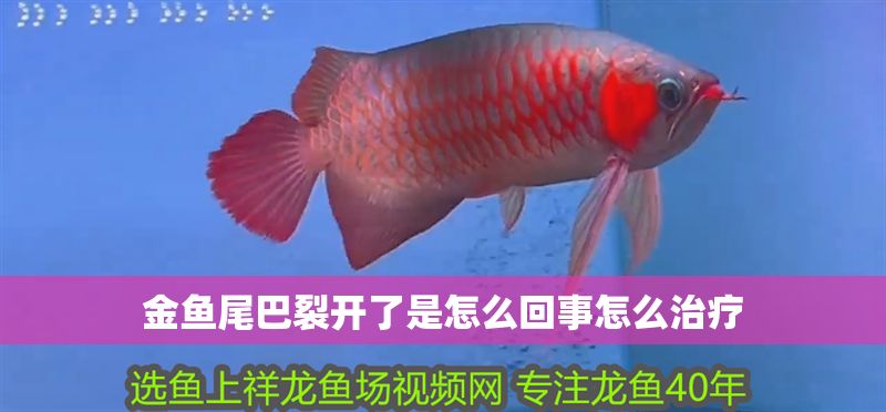 金魚尾巴裂開了是怎么回事怎么治療