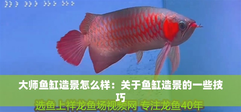 大師魚缸造景怎么樣：關(guān)于魚缸造景的一些技巧