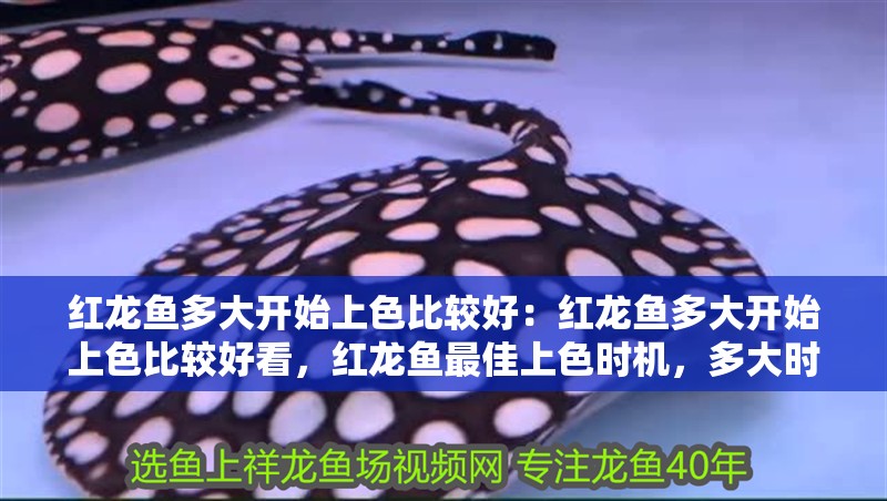 紅龍魚多大開始上色比較好:紅龍魚多大開始上色比較好看,紅龍魚最佳上色時機,多大時觀賞效果最佳? 水族問答 紅龍魚多大開始上色比較好:紅龍魚多大開始上色比較好看,紅龍魚最佳上色時機,多大時觀賞效果最佳? 紅龍魚多大開始上色比較好:紅龍魚多大開始上色比較好看,紅龍魚最佳上色時機,多大時觀賞效果最佳? 水族問答