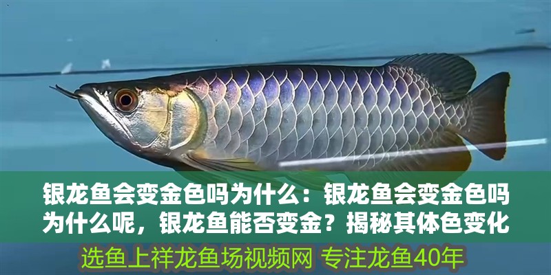 銀龍魚會變金色嗎為什么：銀龍魚會變金色嗎為什么呢，銀龍魚能否變金？揭秘其體色變化之謎