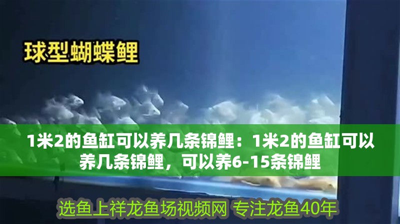 1米2的魚缸可以養幾條錦鯉：1米2的魚缸可以養幾條錦鯉，可以養6-15條錦鯉 1米2的魚缸可以養幾條錦鯉：1米2的魚缸可以養幾條錦鯉，可以養6-15條錦鯉 魚缸百科