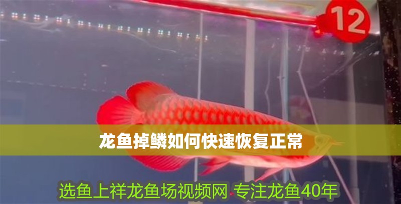 龍魚掉鱗如何快速恢復正常