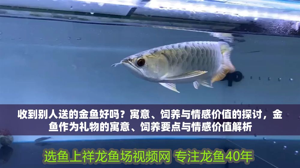 收到別人送的金魚好嗎？寓意、飼養與情感價值的探討，金魚作為禮物的寓意、飼養要點與情感價值解析