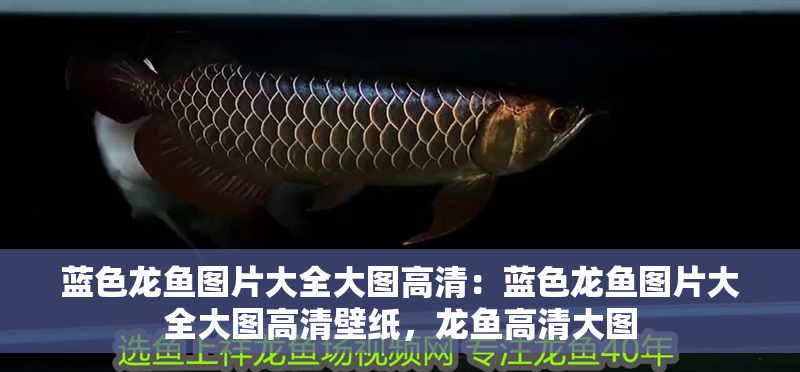 藍色龍魚圖片大全大圖高清：藍色龍魚圖片大全大圖高清壁紙，龍魚高清大圖
