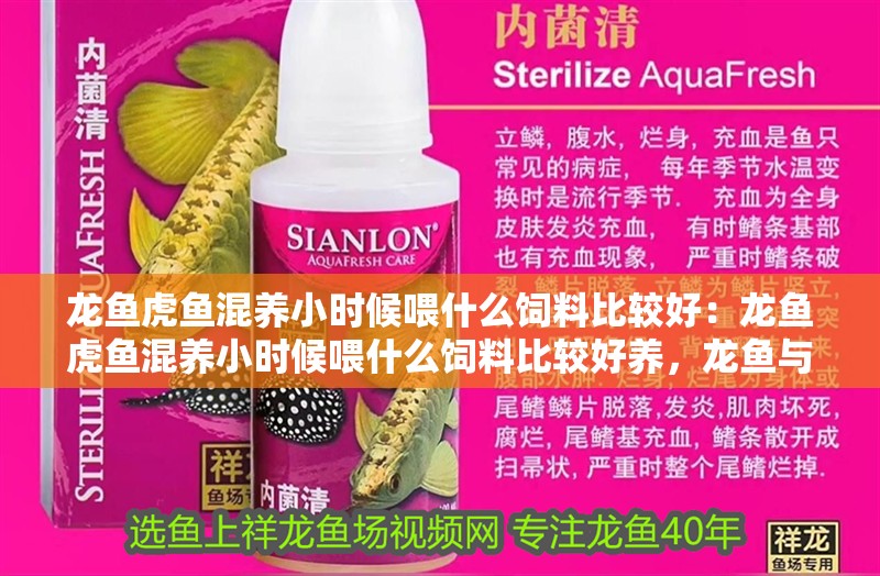 龍魚虎魚混養小時候喂什么飼料比較好：龍魚虎魚混養小時候喂什么飼料比較好養，龍魚與虎魚幼時混養 龍魚虎魚混養小時候喂什么飼料比較好：龍魚虎魚混養小時候喂什么飼料比較好養，龍魚與虎魚幼時混養 水族問答