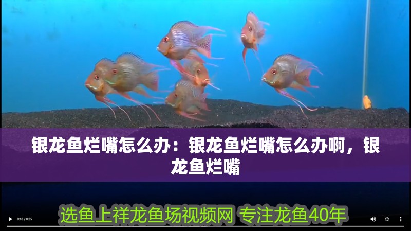 銀龍魚爛嘴怎么辦：銀龍魚爛嘴怎么辦啊，銀龍魚爛嘴