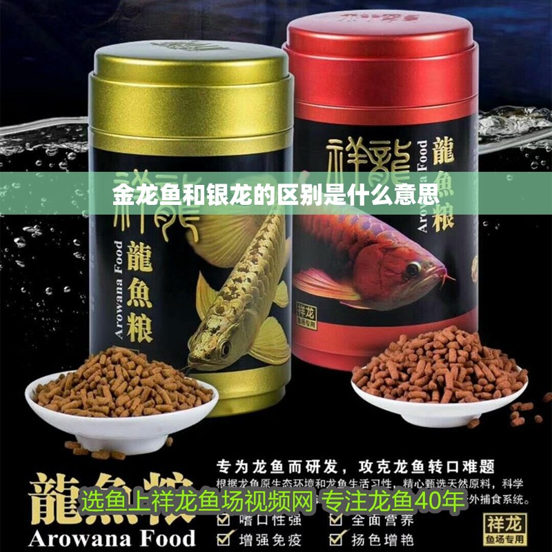 金龍魚和銀龍的區(qū)別是什么意思 金龍魚和銀龍的區(qū)別是什么意思 龍魚百科 第4張