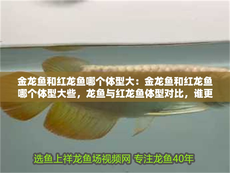 金龍魚和紅龍魚哪個體型大：金龍魚和紅龍魚哪個體型大些，龍魚與紅龍魚體型對比，誰更勝一籌