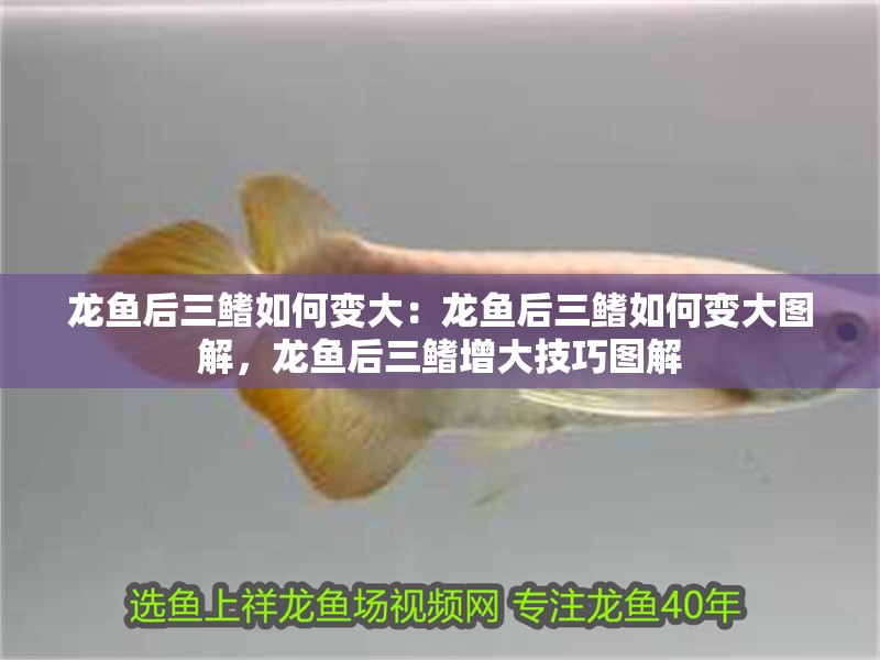 龍魚后三鰭如何變大：龍魚后三鰭如何變大圖解，龍魚后三鰭增大技巧圖解