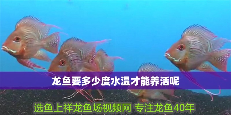 龍魚要多少度水溫才能養活呢