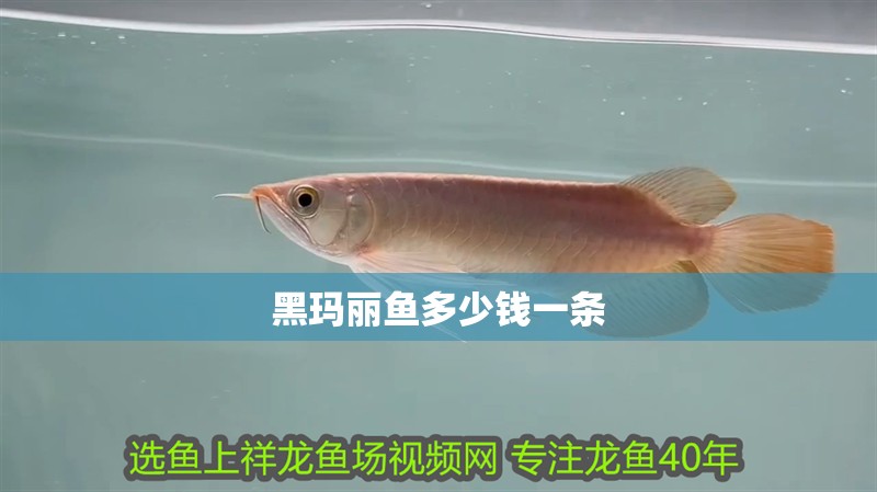 黑瑪麗魚多少錢一條 黑瑪麗魚多少錢一條 龍魚論壇