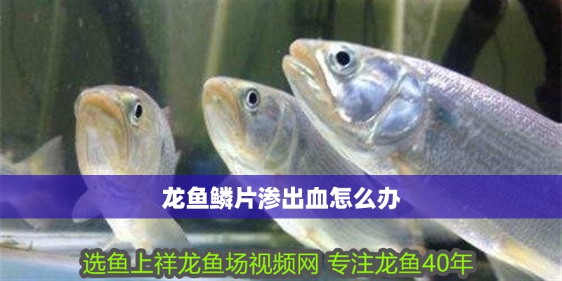 龍魚鱗片滲出血怎么辦