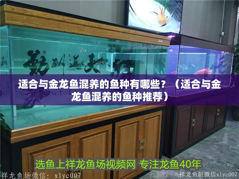 適合與金龍魚(yú)混養(yǎng)的魚(yú)種有哪些？（適合與金龍魚(yú)混養(yǎng)的魚(yú)種推薦） 適合與金龍魚(yú)混養(yǎng)的魚(yú)種有哪些？（適合與金龍魚(yú)混養(yǎng)的魚(yú)種推薦） 龍魚(yú)百科 第4張