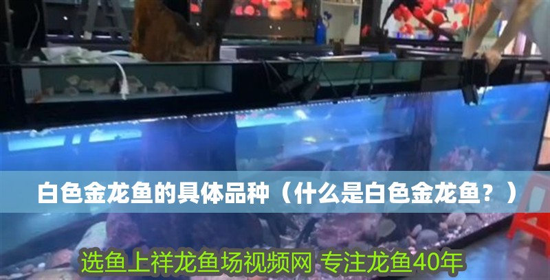 白色金龍魚的具體品種（什么是白色金龍魚？）
