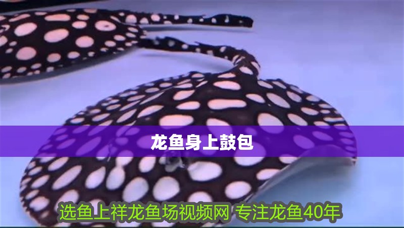 龍魚身上鼓包