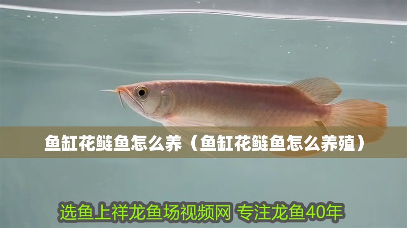 魚(yú)缸花鰱魚(yú)怎么養(yǎng)（魚(yú)缸花鰱魚(yú)怎么養(yǎng)殖）