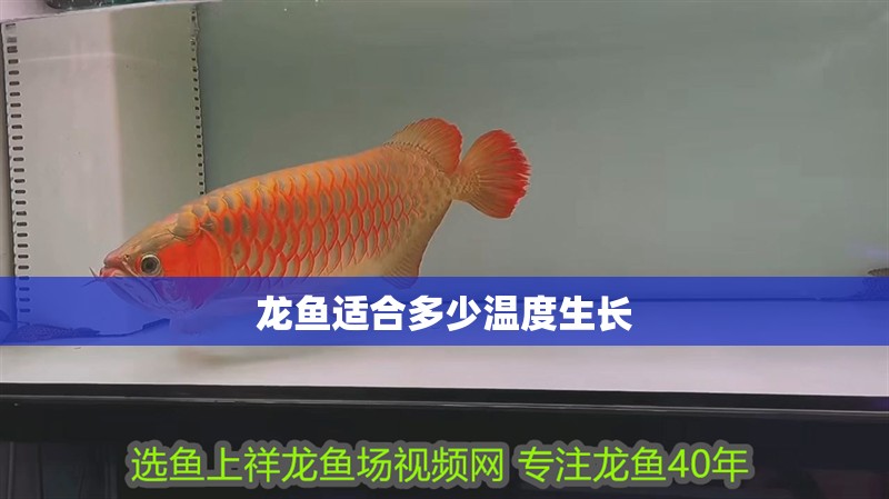 龍魚適合多少溫度生長