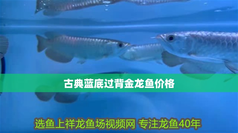 古典藍(lán)底過背金龍魚價格 古典藍(lán)底過背金龍魚價格 龍魚百科 第2張