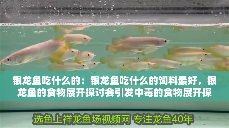 銀龍魚吃什么的：銀龍魚吃什么的飼料最好，銀龍魚的食物展開探討會引發(fā)中毒的食物展開探討于何種飼料