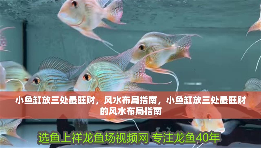 小魚缸放三處最旺財，風水布局指南，小魚缸放三處最旺財的風水布局指南 小魚缸放三處最旺財，風水布局指南，小魚缸放三處最旺財的風水布局指南 龍魚百科 第1張
