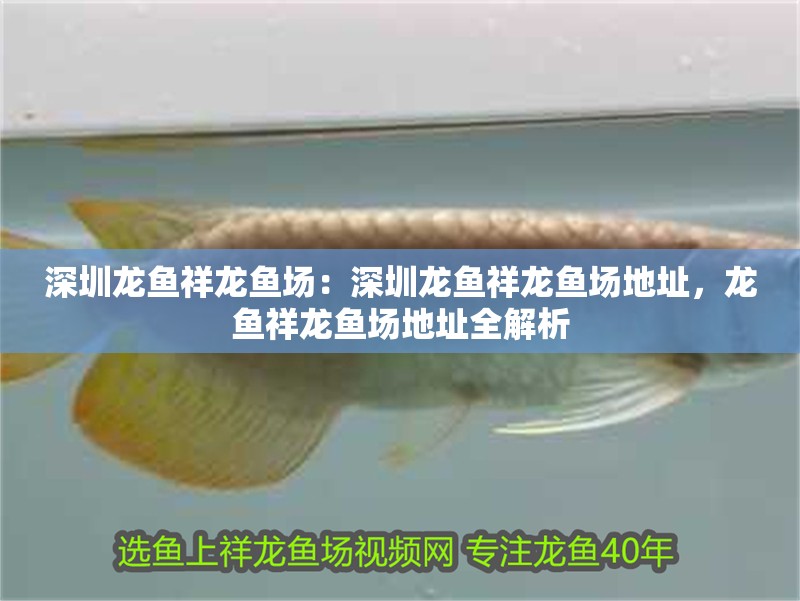 深圳龍魚(yú)祥龍魚(yú)場(chǎng):深圳龍魚(yú)祥龍魚(yú)場(chǎng)地址,龍魚(yú)祥龍魚(yú)場(chǎng)地址全解析 水族問(wèn)答 深圳龍魚(yú)祥龍魚(yú)場(chǎng):深圳龍魚(yú)祥龍魚(yú)場(chǎng)地址,龍魚(yú)祥龍魚(yú)場(chǎng)地址全解析 深圳龍魚(yú)祥龍魚(yú)場(chǎng):深圳龍魚(yú)祥龍魚(yú)場(chǎng)地址,龍魚(yú)祥龍魚(yú)場(chǎng)地址全解析 水族問(wèn)答