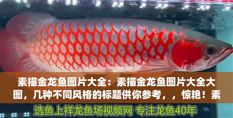 素描金龍魚圖片大全：素描金龍魚圖片大全大圖，幾種不同風(fēng)格的標(biāo)題供你參考，，驚艷！素描金龍魚圖片大全及高清大圖鑒賞，超全收錄 | 素描金龍魚精美圖片與大圖集錦，一站式欣賞，素描金龍魚圖片大全+高清