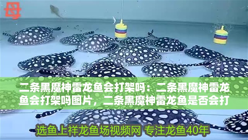 二條黑魔神雷龍魚會打架嗎：二條黑魔神雷龍魚會打架嗎圖片，二條黑魔神雷龍魚是否會打架？附相關(guān)圖片