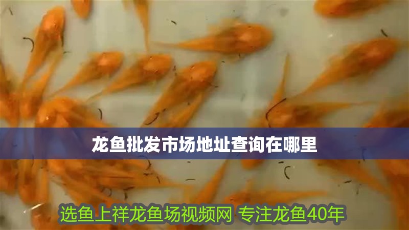 龍魚批發市場地址查詢在哪里