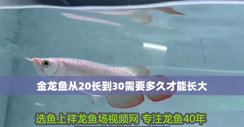 金龍魚從20長到30需要多久才能長大