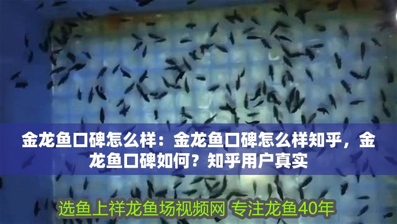 金龍魚口碑怎么樣：金龍魚口碑怎么樣知乎，金龍魚口碑如何？知乎用戶真實 金龍魚口碑怎么樣：金龍魚口碑怎么樣知乎，金龍魚口碑如何？知乎用戶真實 水族問答