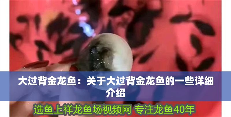 大過背金龍魚：關于大過背金龍魚的一些詳細介紹