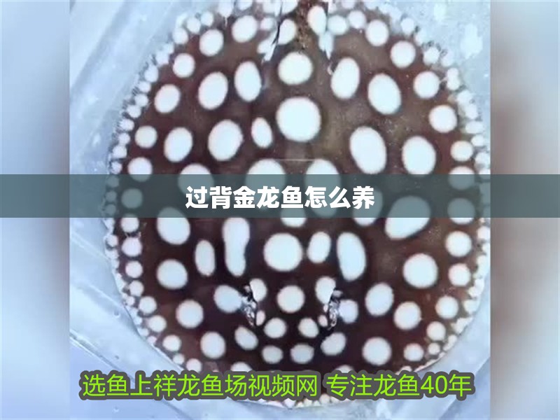 過(guò)背金龍魚怎么養(yǎng)