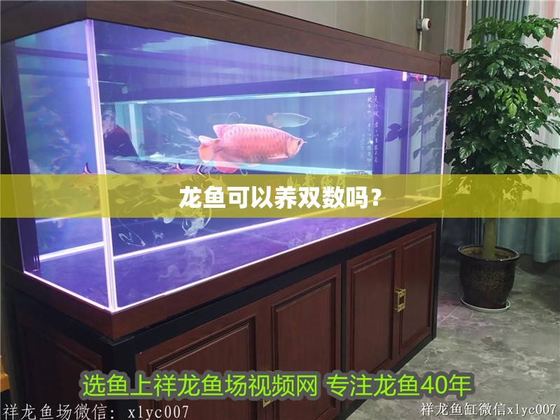 龍魚可以養雙數嗎？