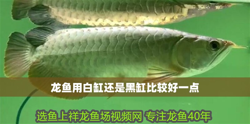龍魚用白缸還是黑缸比較好一點(diǎn)
