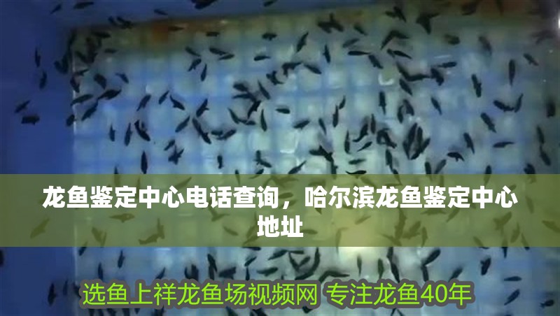 龍魚鑒定中心電話查詢，哈爾濱龍魚鑒定中心地址