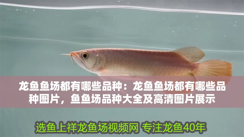 龍魚魚場都有哪些品種：龍魚魚場都有哪些品種圖片，魚魚場品種大全及高清圖片展示 龍魚魚場都有哪些品種：龍魚魚場都有哪些品種圖片，魚魚場品種大全及高清圖片展示 水族問答