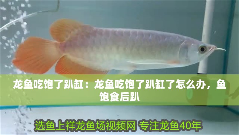 龍魚吃飽了趴缸：龍魚吃飽了趴缸了怎么辦，魚飽食后趴