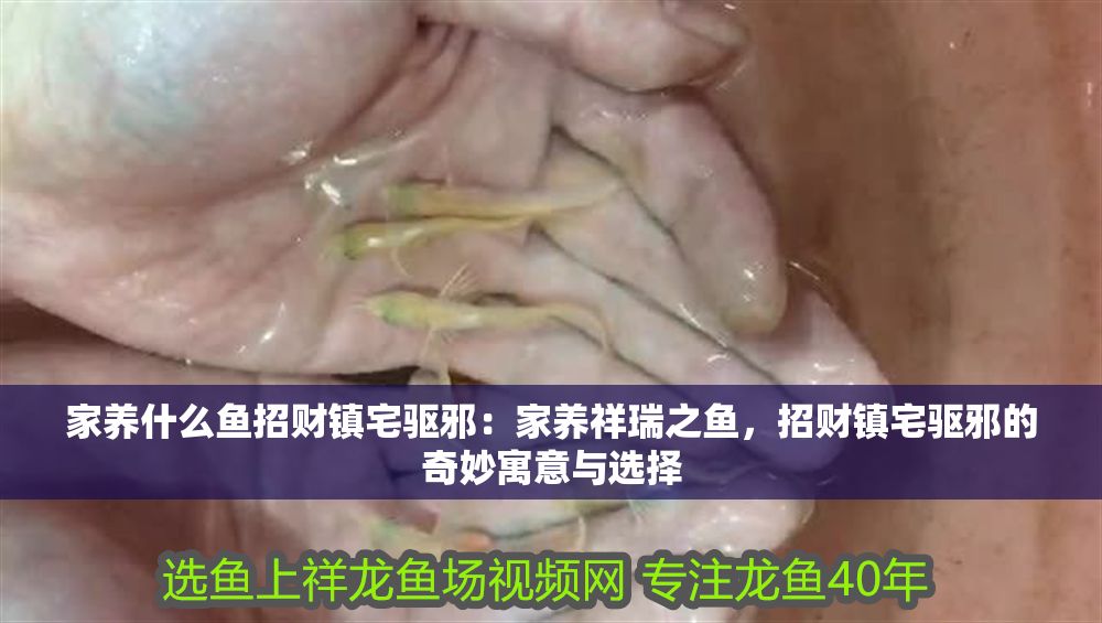 家養什么魚招財鎮宅驅邪：家養祥瑞之魚，招財鎮宅驅邪的奇妙寓意與選擇