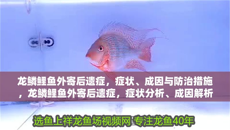 龍鱗鯉魚外寄后遺癥，癥狀、成因與防治措施，龍鱗鯉魚外寄后遺癥，癥狀分析、成因解析與防治策略 龍鱗鯉魚外寄后遺癥，癥狀、成因與防治措施，龍鱗鯉魚外寄后遺癥，癥狀分析、成因解析與防治策略 龍魚常見疾病 第1張