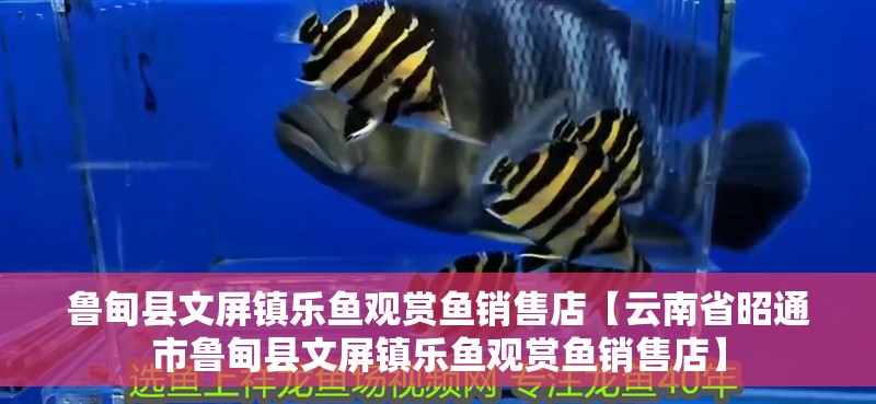 魯甸縣文屏鎮樂魚觀賞魚銷售店【云南省<strong><mark>昭通</mark></strong>市魯甸縣文屏鎮樂魚觀賞魚銷售店】