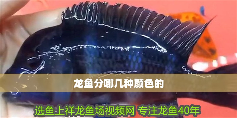 龍魚分哪幾種顏色的 龍魚分哪幾種顏色的 龍魚百科 第2張