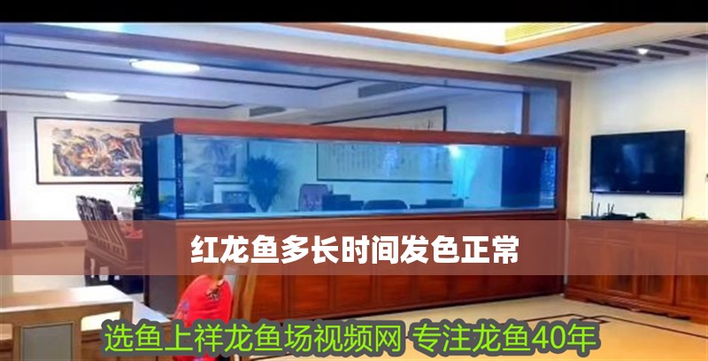 紅龍魚多長時間發(fā)色正常