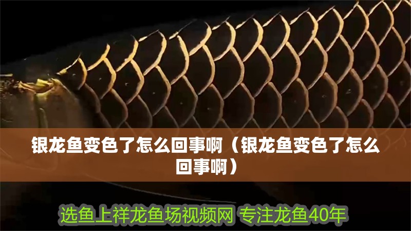 銀龍魚變色了怎么回事啊（銀龍魚變色了怎么回事啊）