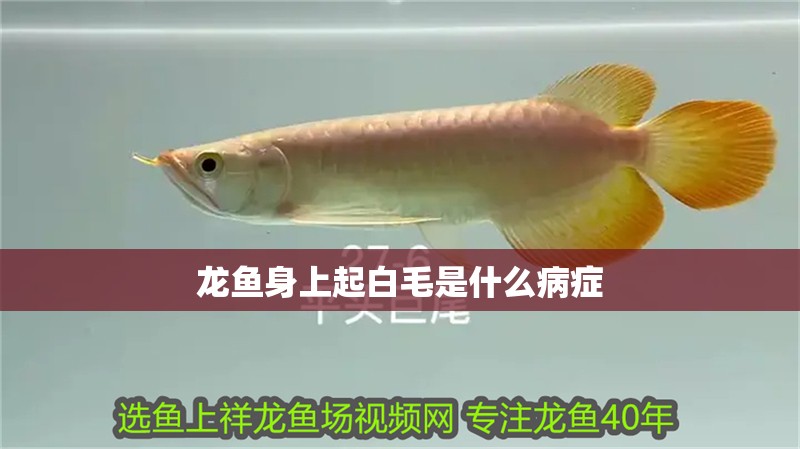 龍魚身上起白毛是什么病癥