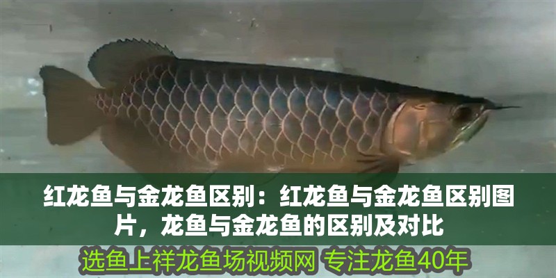 紅龍魚與金龍魚區(qū)別：紅龍魚與金龍魚區(qū)別圖片，龍魚與金龍魚的區(qū)別及對(duì)比