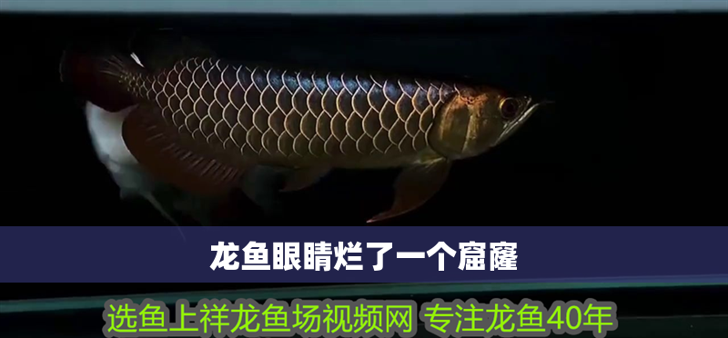 龍魚眼睛爛了一個窟窿
