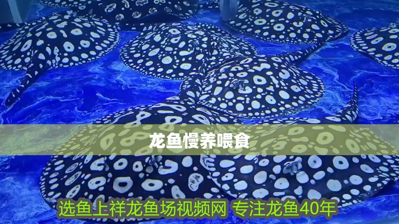 龍魚慢養(yǎng)喂食