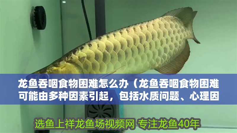 龍魚吞咽食物困難怎么辦（龍魚吞咽食物困難可能由多種因素引起，包括水質問題、心理因素等） 龍魚吞咽食物困難怎么辦（龍魚吞咽食物困難可能由多種因素引起，包括水質問題、心理因素等） 龍魚百科