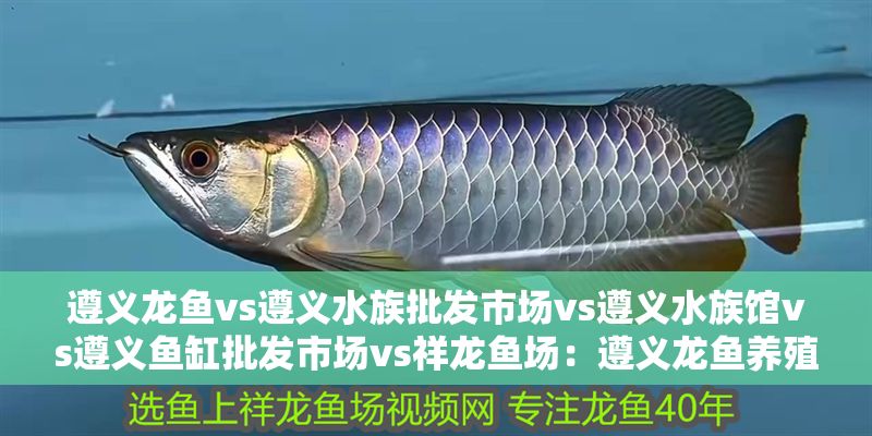 遵義龍魚(yú)vs遵義水族批發(fā)市場(chǎng)vs遵義水族館vs遵義魚(yú)缸批發(fā)市場(chǎng)vs祥龍魚(yú)場(chǎng)：遵義龍魚(yú)養(yǎng)殖業(yè)的四個(gè)主要市場(chǎng)、遵義水族館、遵義魚(yú)缸批發(fā)市場(chǎng)